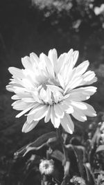 Close-up of flower blooming