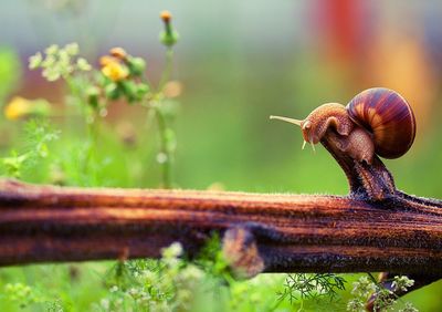 Close-up of snail on plant stem