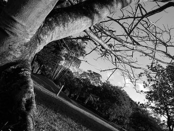 Bare trees against sky