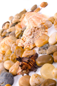 Close-up of seashells against white background