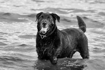 Portrait of dog standing in water