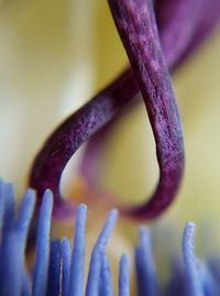 Close-up of purple flower