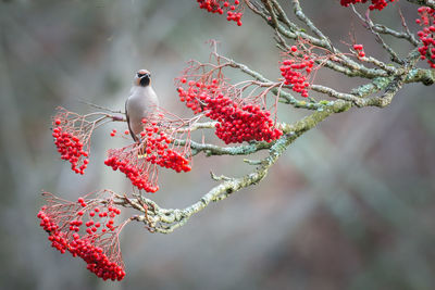 Bird perching on fruit tree