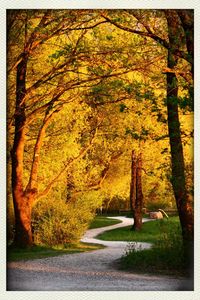 Trees in park