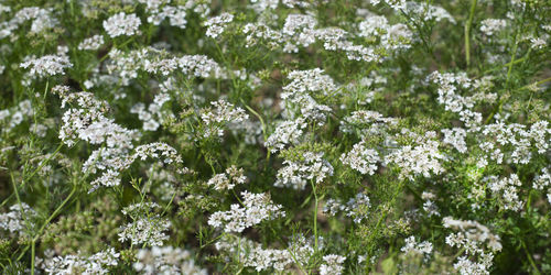 Background of coriander flowers and coriander grains. white flowers and succulent greens.