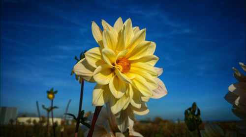 Close-up of yellow flower blooming against blue sky