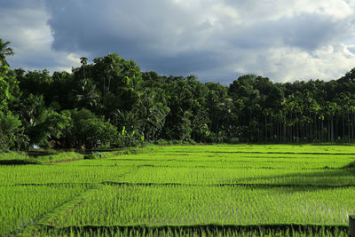 Scenic view of agricultural field against sky