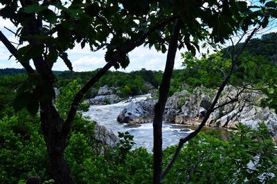 Trees by river in forest