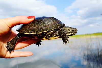 Cropped image of person holding turtle