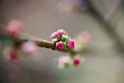 Close-up of pink cherry blossom