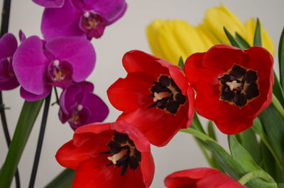 Close-up of red flower