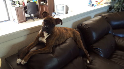 Dog resting on sofa