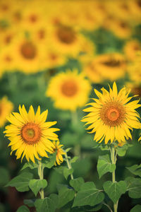 Close-up of yellow flowering plant on field