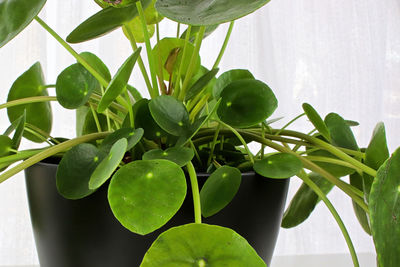 Close-up of potted plant