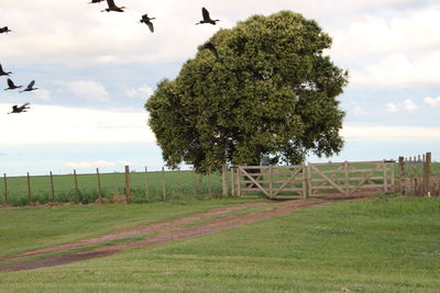 Scenic view of trees on field against sky