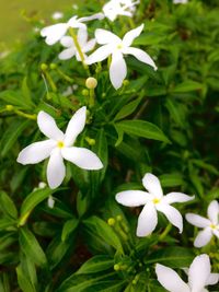 Close-up of white frangipani blooming outdoors