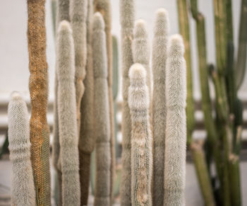 Close-up of succulent plant