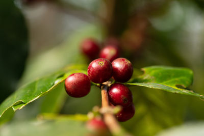 Close-up of red berries growing on plant