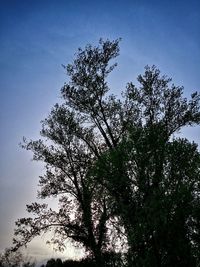 Low angle view of trees against sky