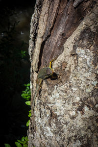 Close-up of insect on tree trunk