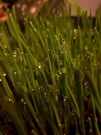 Close-up of water drops on grass