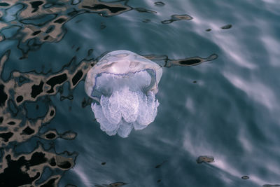 Close-up of jellyfish swimming in water