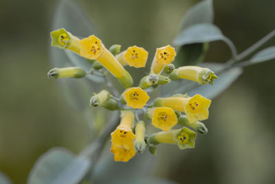 Close-up of yellow flowering plant