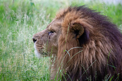 Close-up of a lion looking away