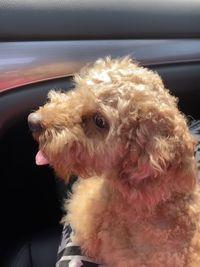 Dog looking away in car