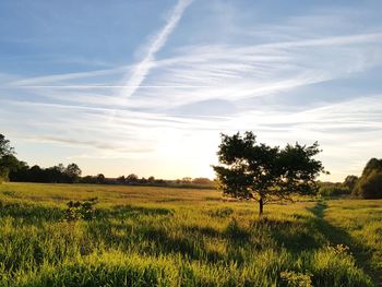 Scenic view of field against sky during sunset