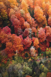 High angle view of autumnal trees in forest