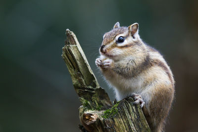 Close-up of squirrel on tree trunk