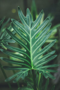 Close-up of green leaves