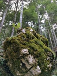 Moss growing on tree in forest