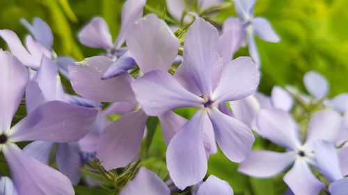 Close-up of flowers blooming outdoors