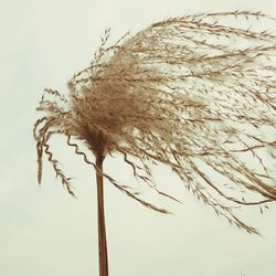 Low angle view of bulrush against clear sky