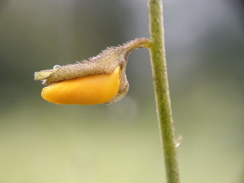 Close-up of yellow flower growing outdoors