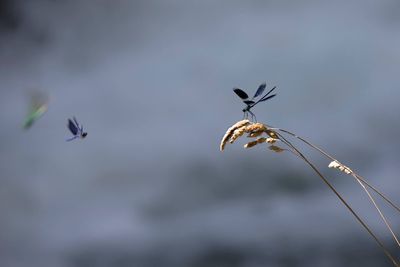 Close-up of bird flying against sky