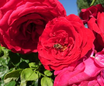 Close-up of pink rose