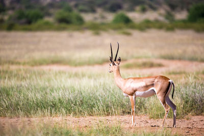 Side view of giraffe on field