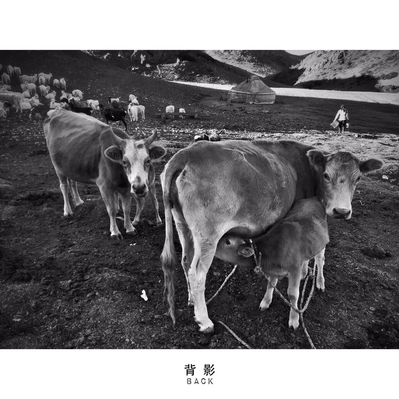 transfer print, animal themes, auto post production filter, domestic animals, livestock, mammal, field, grass, grazing, landscape, wildlife, standing, two animals, full length, medium group of animals, nature, horse, herbivorous, animals in the wild