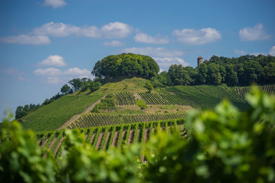 Scenic view of farm against sky