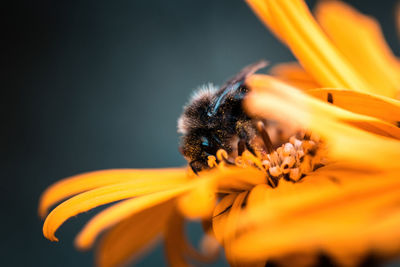 Bumblebee on a flower macro shot