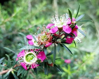 Close-up of pink flowers blooming outdoors