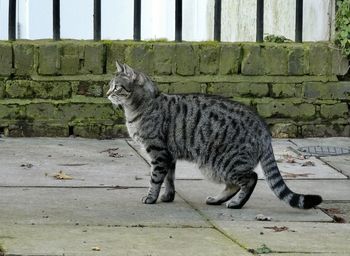 Side view of a cat on footpath