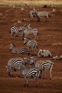 Animals in the wild - grevy's zebras in lewa conservancy, north kenya