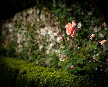 Close-up of pink flowering plant