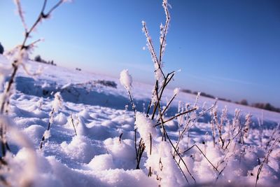 Close-up of frozen plants in field during winter