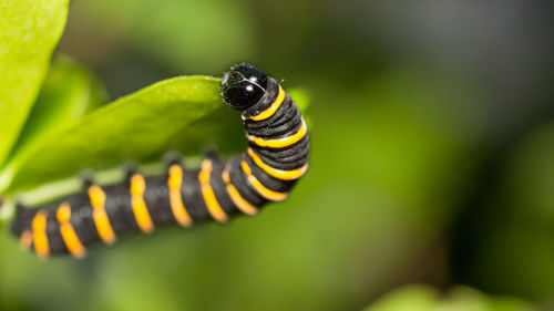 Close-up of insect on plant