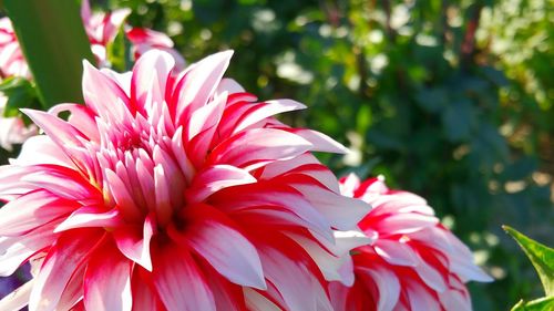 Close-up of pink flower